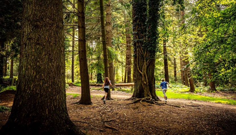 New Forest shade in summer